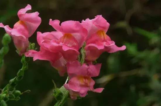 金鱼草的花语，花语为清纯的心