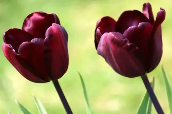 郁金香花语，不同颜色的郁金香花语不同