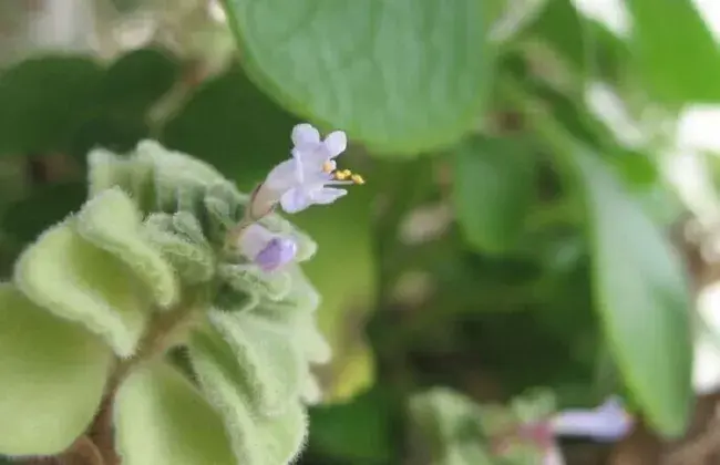 碰碰香什么时候开花