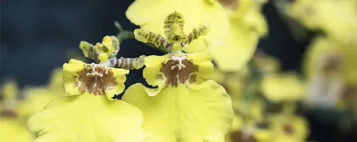 跳舞兰的花语和寓意 跳舞兰的花语和寓意是什么