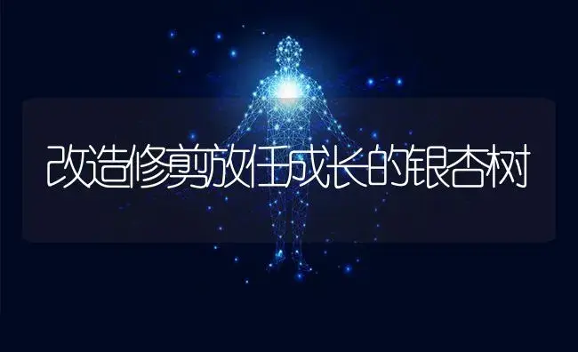 改造修剪放任成长的银杏树 | 特种种植