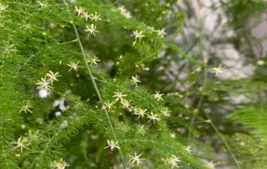 盆景养护管理 | 文竹开花难吗 重点做好这几点开花并不难