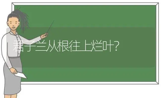 君子兰从根往上烂叶？ | 绿植常识