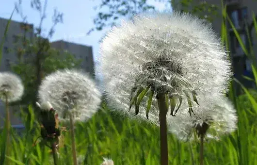 蒲公英是花吗