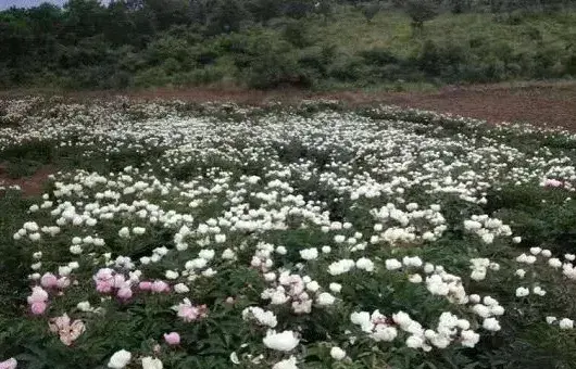 白芍种子选种技巧及育苗方法