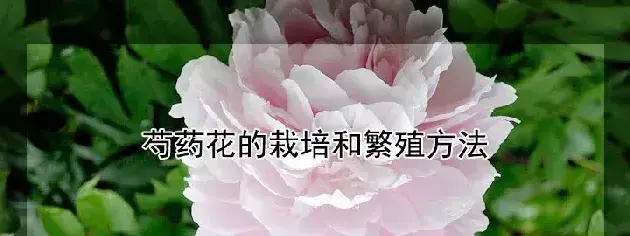 芍药花的栽培和繁殖方法