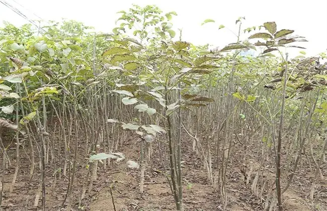 核桃繁育办法