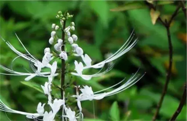 猫须草的栽培堤防事项