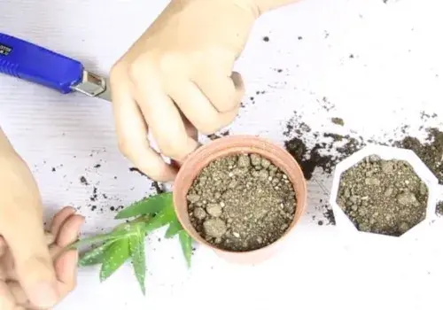 盆栽育苗 | 芦荟侧芽怎么分株