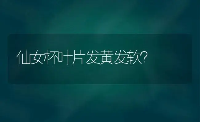 仙女杯叶片发黄发软？ | 多肉养殖