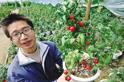 花卉果蔬盆景 | 樱桃番茄的盆栽技术