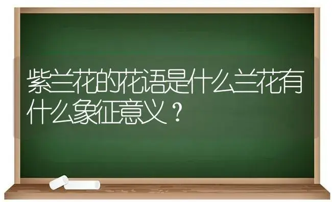 紫兰花的花语是什么兰花有什么象征意义？ | 绿植常识