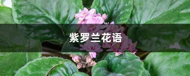 紫罗兰的花语是啥？