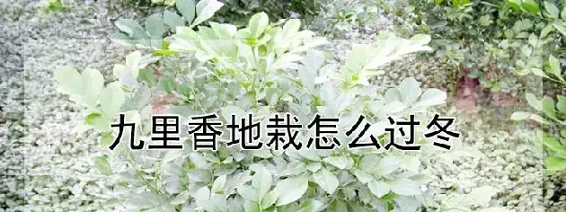 九里香地栽怎么过冬