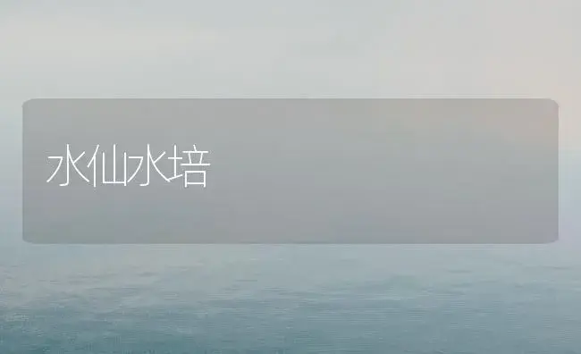 水仙水培 | 家庭养花