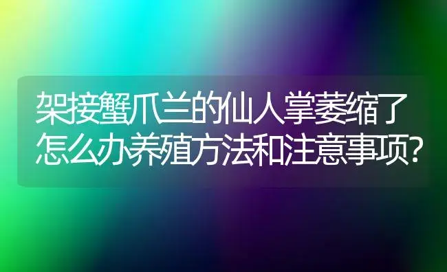 架接蟹爪兰的仙人掌萎缩了怎么办养殖方法和注意事项？ | 多肉养殖