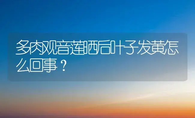 多肉观音莲晒后叶子发黄怎么回事？ | 多肉养殖