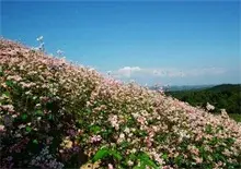 高原藏区荞麦种植技术