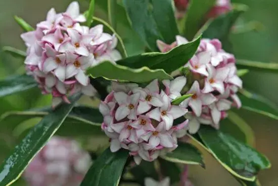 瑞香花花语是什么，瑞香花的花语与传说/李时珍寻药现瑞香