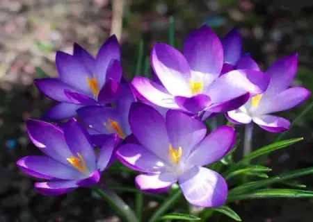 花卉果蔬盆景 | 盆栽番红花种球种植方法图解