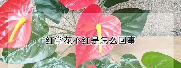 红掌花不红是怎么回事