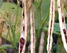 尚寨乡干部田间指导农户规范种植红小豆