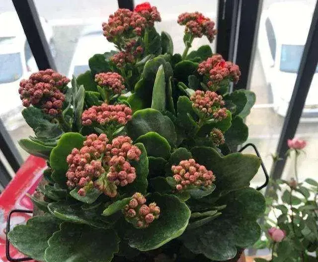 12月长寿花的养殖方法？