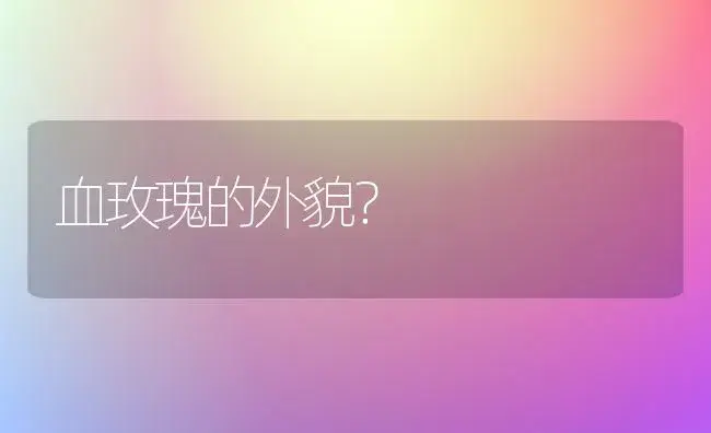 血玫瑰的外貌？ | 绿植常识