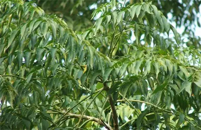 苦楝的种植技术