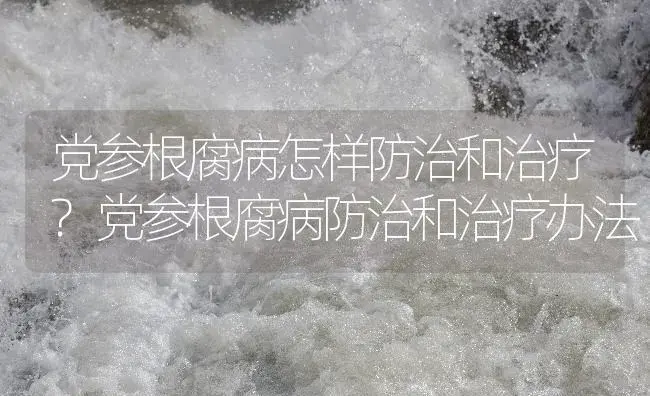 党参根腐病怎样防治和治疗?党参根腐病防治和治疗办法 | 药材种植