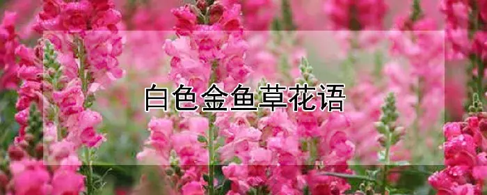 白色金鱼草花语