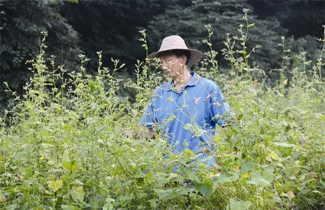 荞麦的田间管理技术