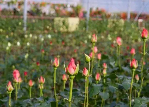 表示喜欢的花 花语是喜欢的花