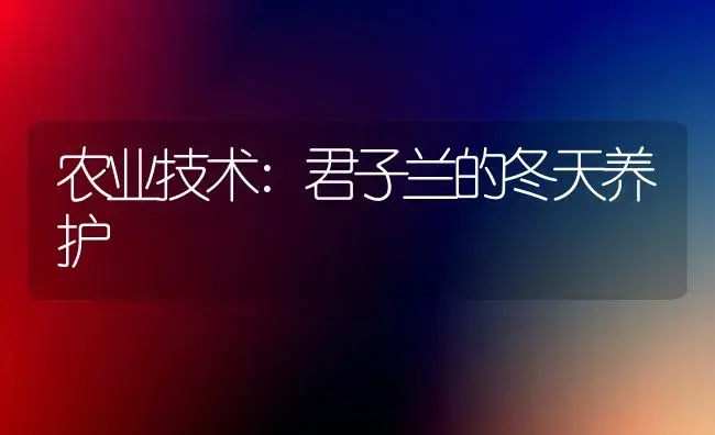 农业技术:君子兰的冬天养护 | 家庭养花