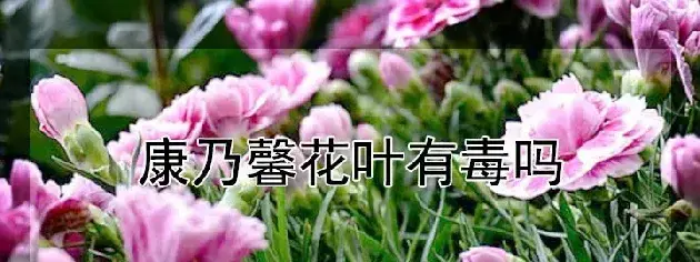 康乃馨花叶有毒吗