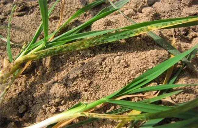 怎样防治和治疗小麦纹枯病