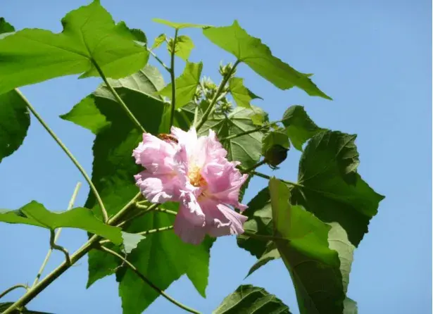 芙蓉花的花语有哪些？