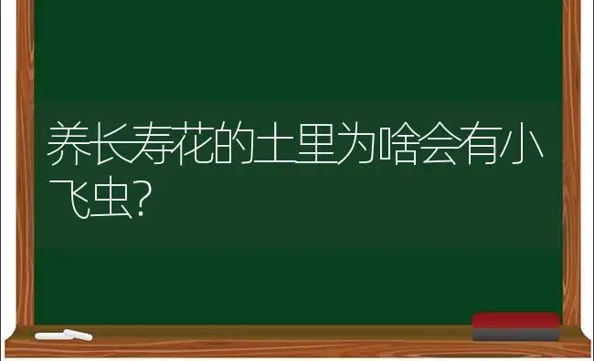 养长寿花的土里为啥会有小飞虫？ | 多肉养殖