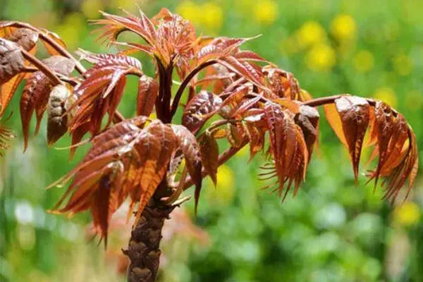 香椿种植前景怎样，价格如何