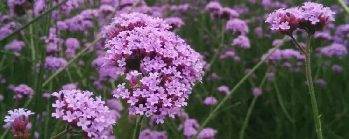 紫色马鞭草花语