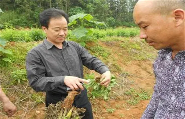 白术的病虫害防治和治疗技术