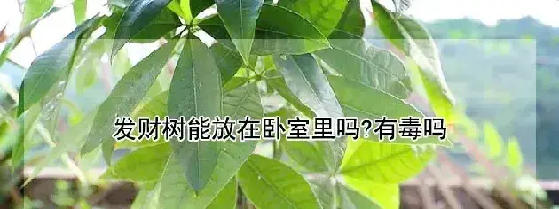 发财树能放在卧室里吗?有毒吗