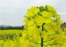 油菜花种植技术之缺氮磷钾怎么办