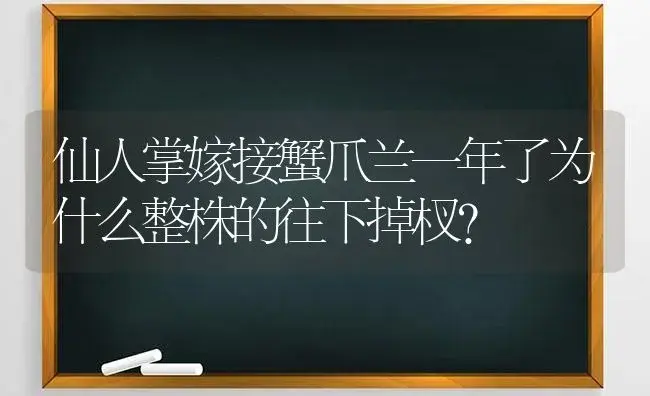 仙人掌嫁接蟹爪兰一年了为什么整株的往下掉杈？ | 多肉养殖