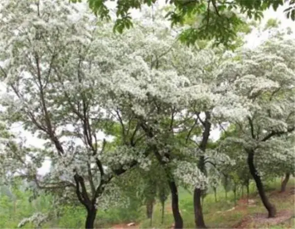 流苏花几月份开放 流苏花的花期和花语