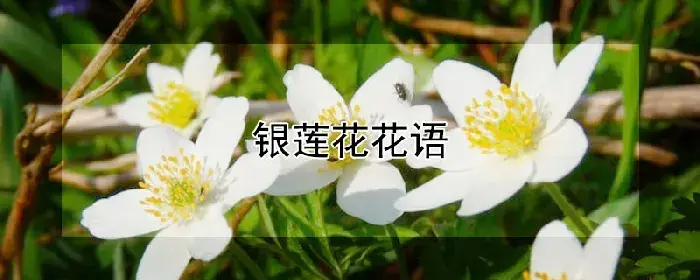 银莲花花语