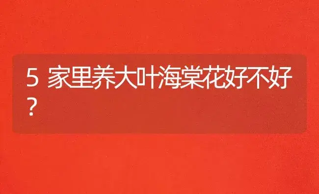 5家里养大叶海棠花好不好？ | 绿植常识