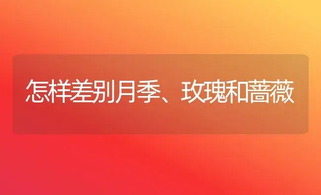 怎样差别月季、玫瑰和蔷薇 | 家庭养花