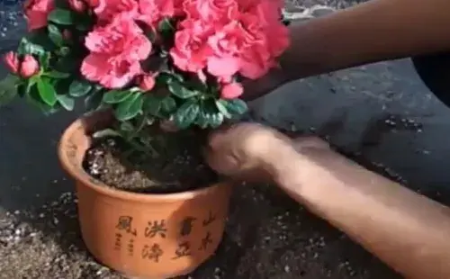 盆景养护管理 | 杜鹃花什么时候换盆 怎么换盆