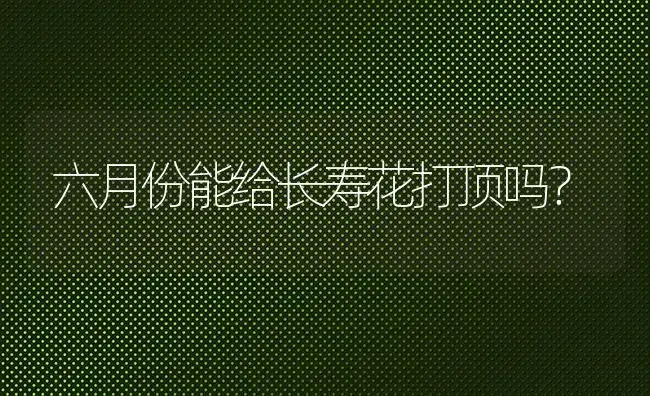 六月份能给长寿花打顶吗？ | 多肉养殖